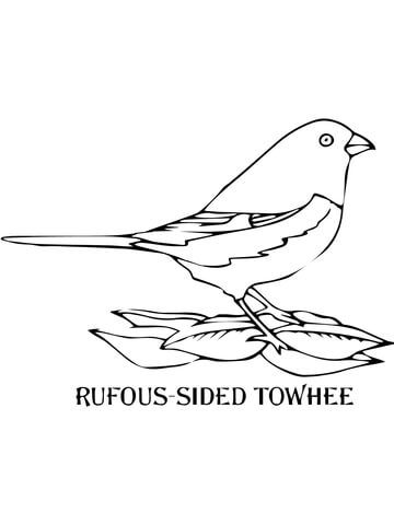 Rufous Sided Towhee Coloring Page